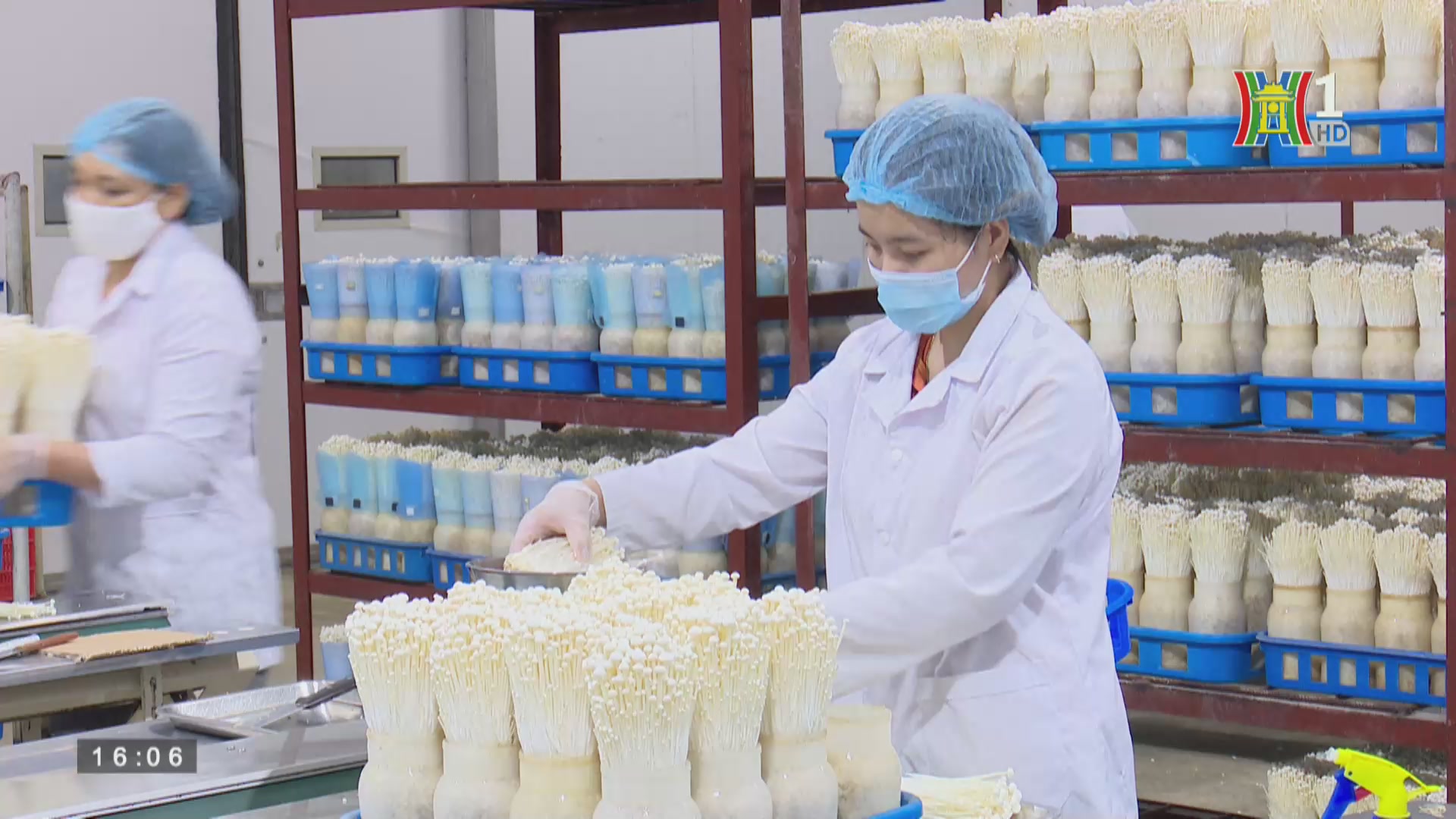 Tự hào hàng Việt Nam: Nấm kinoko, sản phẩm nông nghiệp công nghệ cao