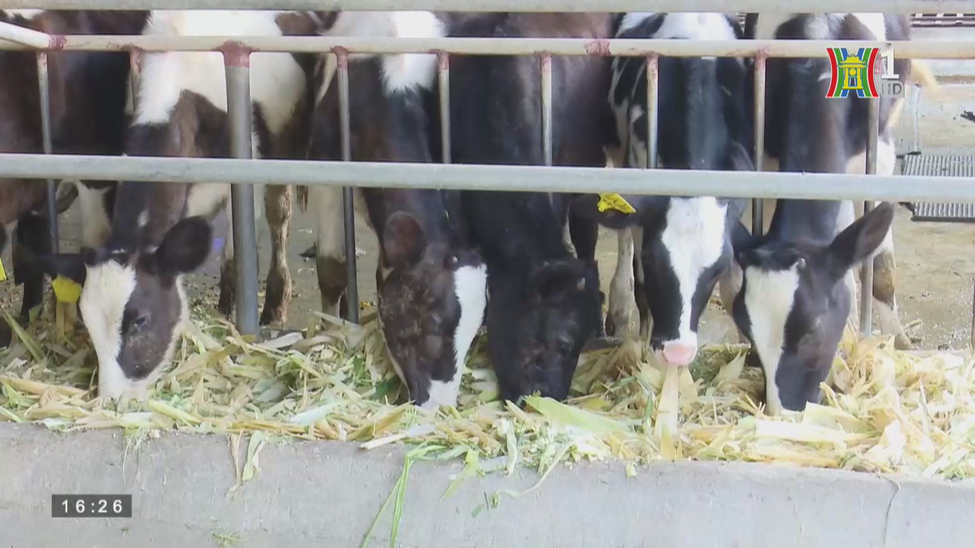 Nông nghiệp xanh: Nông dân thay đổi tư duy sản xuất sữa