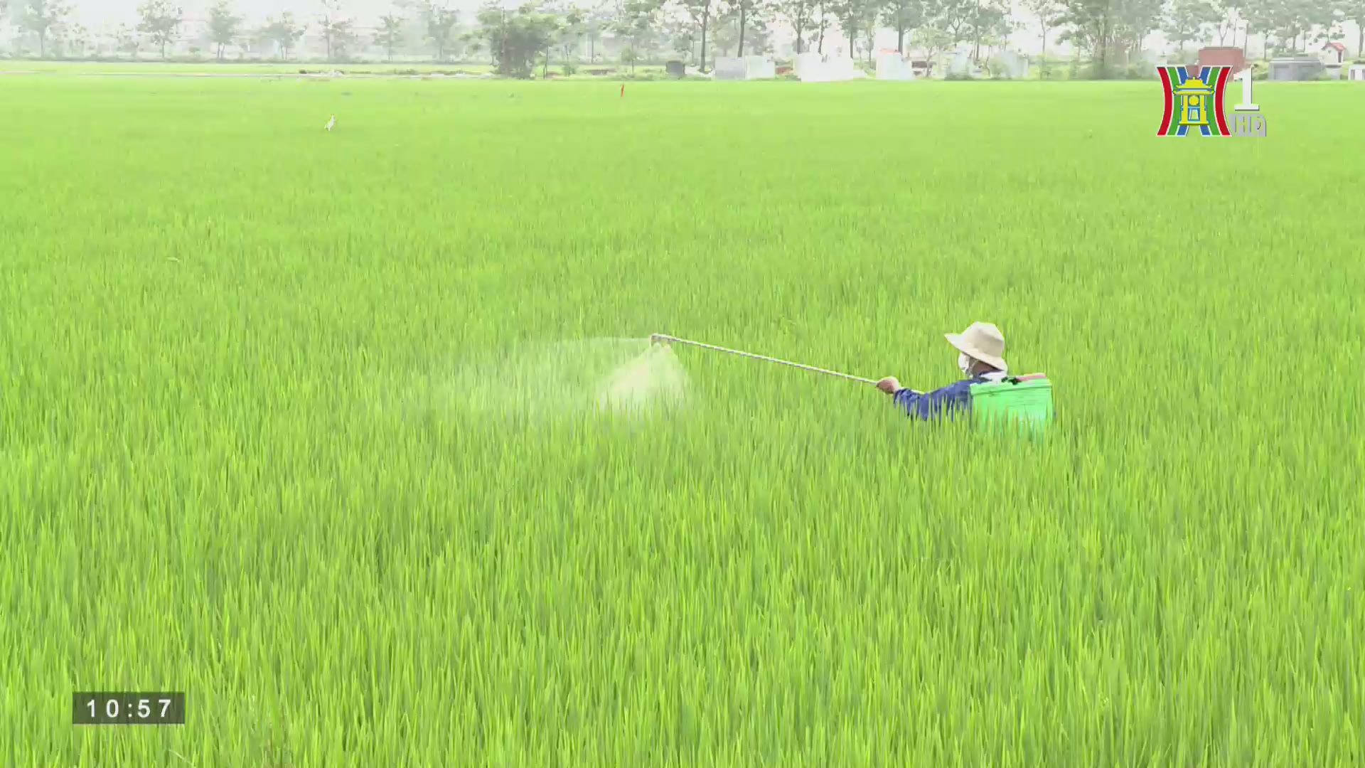 Quản lý chất lượng an toàn thực phẩm: Hiệu quả canh tác lúa theo phương thức cải tiến SRI