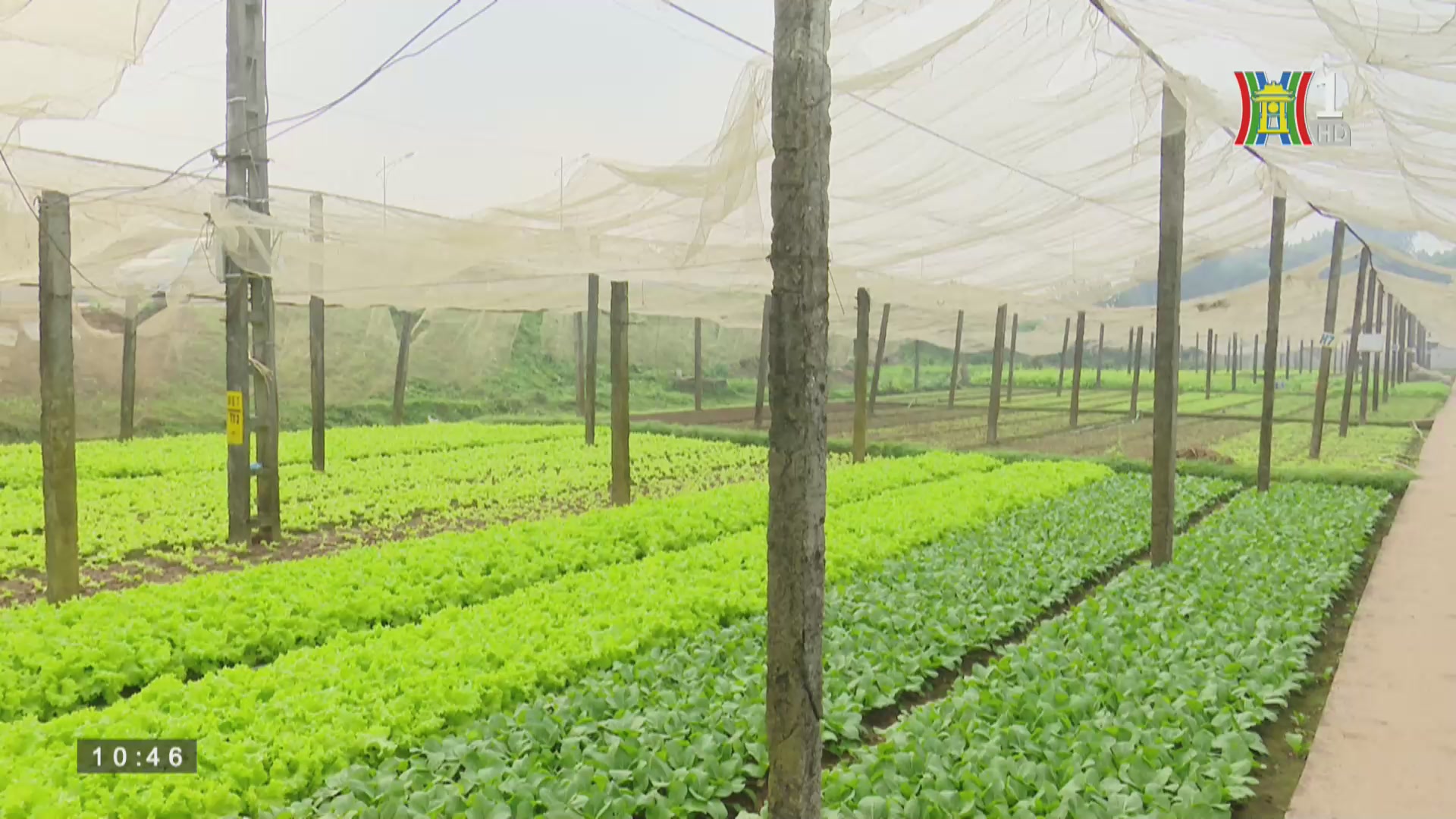 Quản lý chất lượng an toàn thực phẩm: Mô hình trang trại nông nghiệp sinh thái