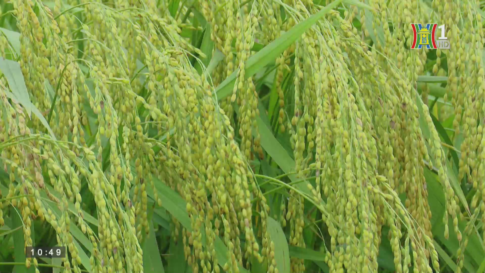 Quản lý chất lượng an toàn thực phẩm: Hiệu quả mô hình lúa Nếp cái hoa vàng tại xã Thụy Lâm