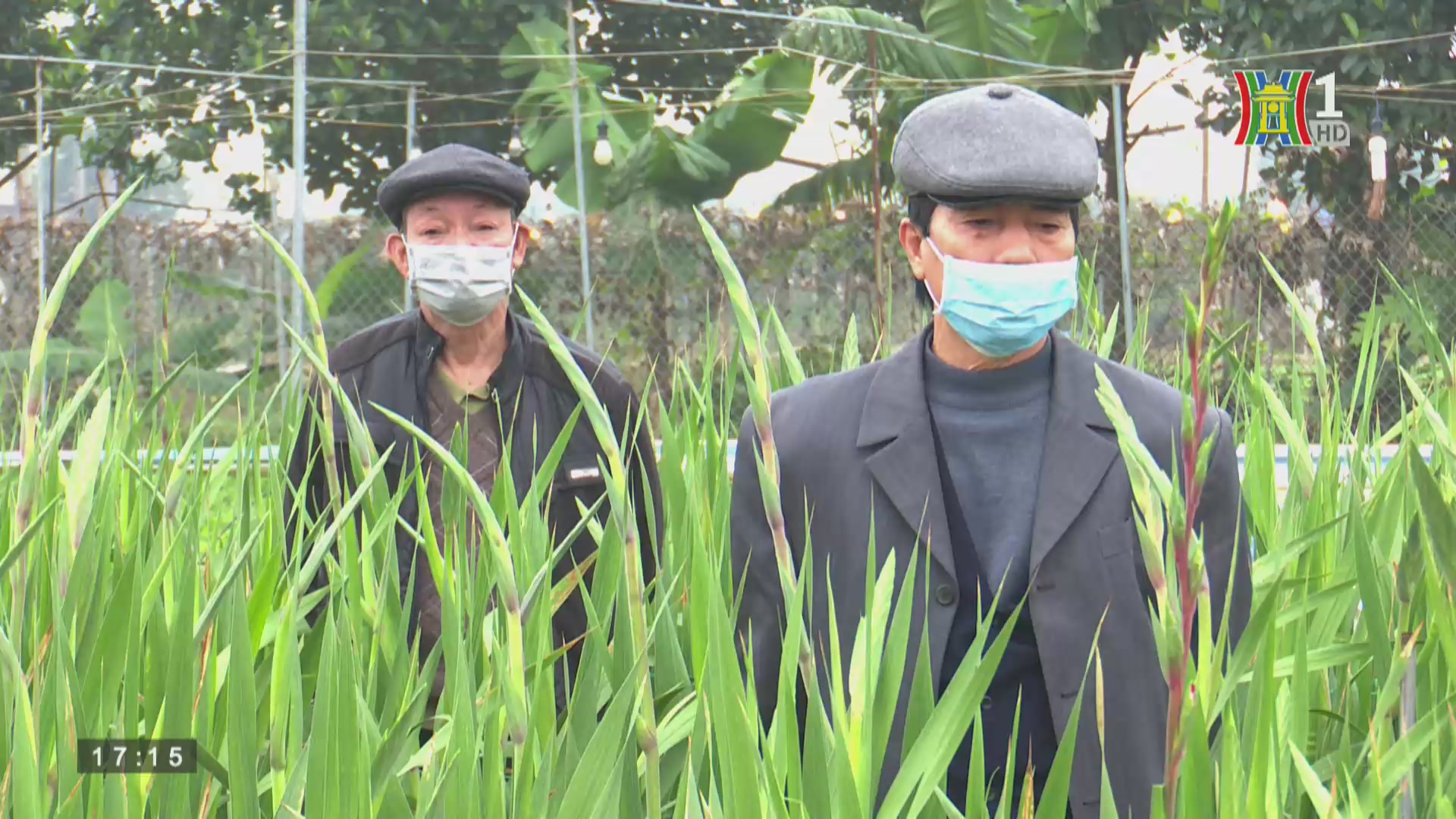 Phát triển nông nghiệp nông thôn: Mê Linh hiệu quả trong sản xuất nông nghiệp nhờ các hợp tác xã