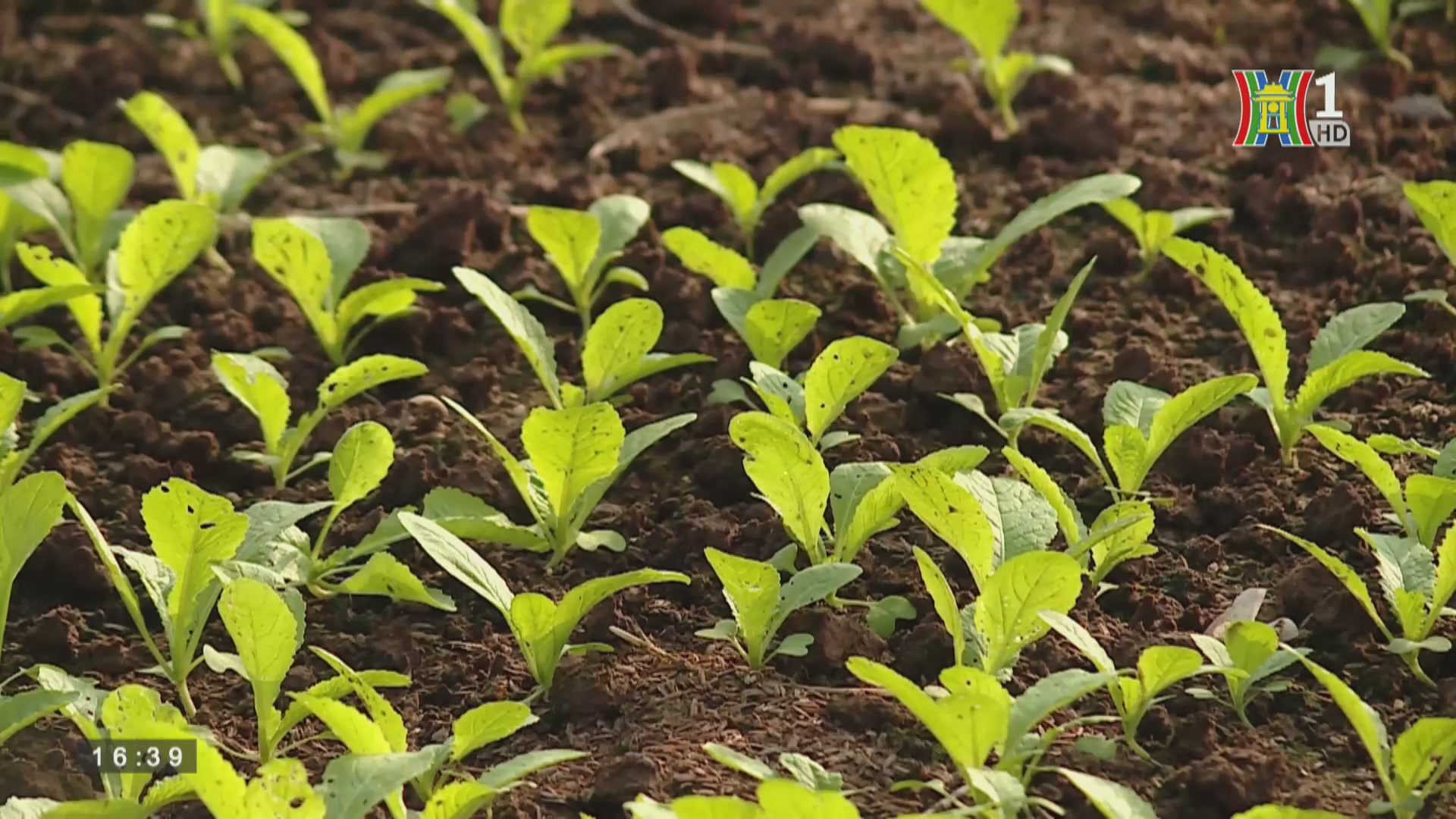 Phát triển nông nghiệp nông thôn: Liên kết sản xuất, mang lại đời sống mới cho người trồng rau an toàn
