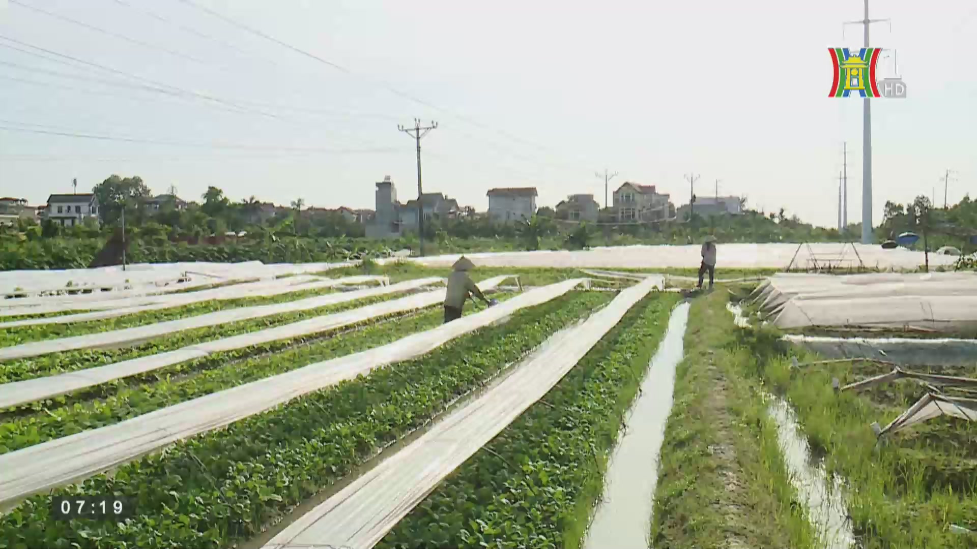 Vườn sản xuất rau an toàn Vân Nội