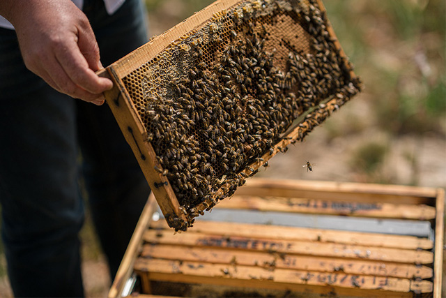 Mô hình nuôi ong lấy mật ở Hoài Đức