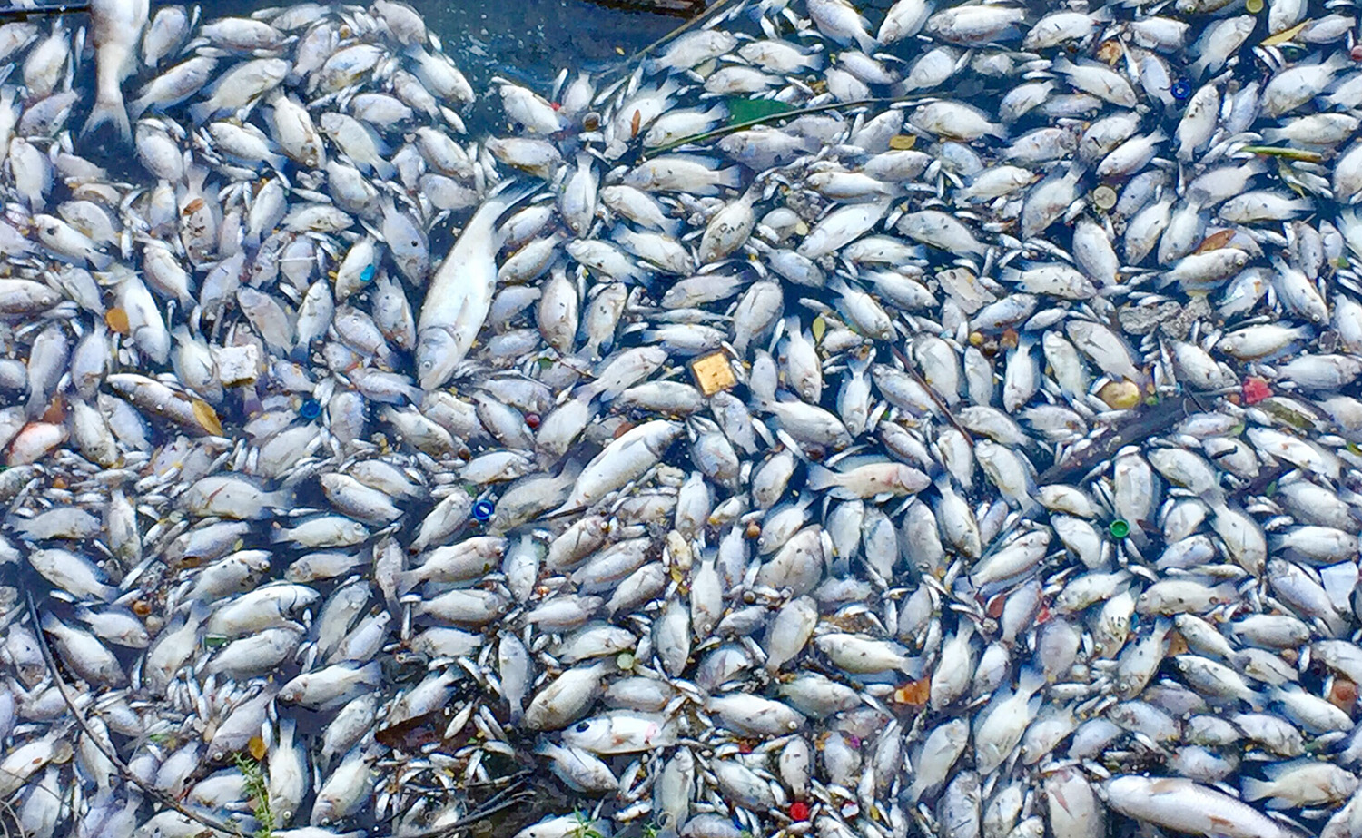 Cá chết nổi thành mảng trắng ở Hồ Tây do thay đổi thời tiết - Ảnh 1.